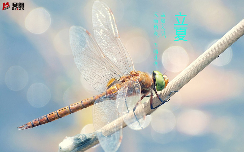 立夏啦！立夏啦！