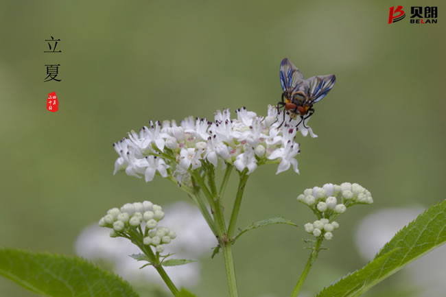 贝朗自动化设备公司